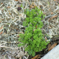 Bright green burweed in a patch of dead grass.