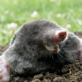 An Eastern mole. 