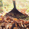 Raking leaves 