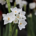 paperwhite narcissus