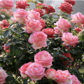 Pink roses on a bush.