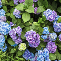 Blue and purple hydrangeas. 