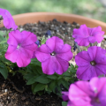 Purple petunias.