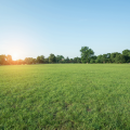 A field of grass.