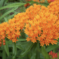 Orange milkweed.