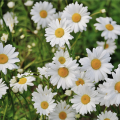 White daisies. 