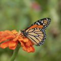 A monarch butterfly on an orang flower. 