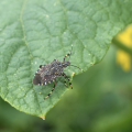 Stink bug on a leaf.