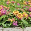 Pink and yellow lantana. 