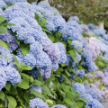 Blue hydrangea bush.