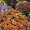 Orange, purple, and yellow mums.