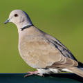 Eurasian Collared Dove