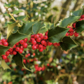 American Holly