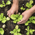 Person planting vegetables. 