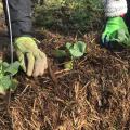 People gardening in hay bales.