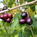 Ripe muscadines on a vine with green foliage.