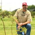 Eric Stafne kneels beside a newly planted blueberry bush.