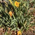 Frayed Daffodils