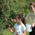 Tina Cox of West Point picks blueberries with her daughter, Anna, 7, at Reese Orchard in Sessums. The pick-your-own method of selling blueberries is increasing in popularity, allowing consumers a fresh product they can choose themselves.