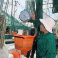 Hoat Bui Thi weighs fresh-caught shrimp for a customer aboard the Lucky Lady at the small craft harbor in Biloxi. (Photo by Bob Ratliff)