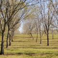 Many pecan producers, such as Peeples Pecan Orchard in Starkville, are waiting for rains to let up enough for them to harvest in earnest. Mississippi pecan growers are anticipating a better than average crop of more than 2 million pounds. (Photo by Kat Lawrence)