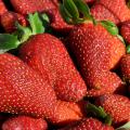 The shortened strawberry harvest has not affected the quality of the berries. Growers report that they are harvesting berries of excellent quality. (Photo by MSU Ag Communications/Kat Lawrence)