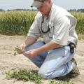 Jeff Gore, assistant research professor at Mississippi State University's Delta Research and Extension Center in Stoneville, checks the root development on a research plot of peanuts planted on April 20. (Photo by Rebekah Ray)