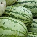 Watermelons at a roadside fruit stand in south Mississippi shed the heavy afternoon rains last Wednesday. Weather conditions during most of the growing season helped the state's fields develop large, flavorful melons this year. (Photo by Scott Corey)