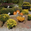 Mississippi lawn and garden centers are providing pumpkins in a variety of sizes for fall displays, such as this one at the Oktibbeha County Co-op on Oct. 15, 2010. Dry conditions this year reduced the size and number of Mississippi's carving pumpkins, but miniature varieties are abundant. (Photo by Linda Breazeale)