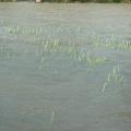 Wheat fields along the Mississippi River and tributaries are under or going under water in the Great Flood of 2011. (File photo by Linda Breazeale)