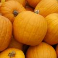 Most of Mississippi's pumpkins are planted in June and July so they can be harvested in September and October for fall decorations. (Photo by Kat Lawrence)