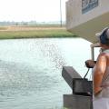 Catfish that are bringing record high prices consume feed, which is also at its highest levels. Sue Kingsbury, now a retired Mississippi State University researcher, is feeding catfish in a pond at the Delta Research and Extension Center in Stoneville. Catfish feed, which is the biggest production expense, has increased 120 percent in the last decade. (File photo by Rebekah Ray)