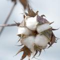 Warm spring weather allowed growers to get into the field early, and Mississippi's 2012 cotton crop is off to an early start. (Photo by MSU Ag Communications/Kat Lawrence)