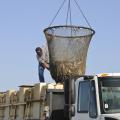 Caught in a trap of high input costs and low pond bank prices, Mississippi's catfish farmers struggle to break even as the nation's drought tightens feed supplies. (Photo by MSU Ag Communications/Scott Corey)