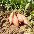 Mississippi's 2012 sweet potato crop should be slightly above average. These Beauregard sweet potatoes grew at White and Allen Farms in Calhoun County. (Photo by Mississippi Sweet Potato Council/Benny Graves)