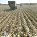 Although rain halted fieldwork for more than a week in early October, Mississippi's cotton harvest is well underway and yields are high. This machine was picking cotton on Topashaw Farms in Calhoun County, Sept. 28, 2011. (File photo by MSU Ag Communications/Scott Corey)