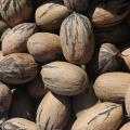 After 2011's bumper pecan crop of 5 million pounds, this year's predicted 2.5 million-pound harvest is more in line with historical averages. (Photo by MSU Ag Communications/Kat Lawrence)