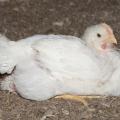 This 5-week-old broiler is approaching market weight in a commercial research house at the H.H. Leveck Animal Research Center, commonly called South Farm, at Mississippi State University on March 20, 2013. Mississippi has grown more than 205 million birds in the first 14 weeks of the year. (Photo by MSU Ag Communications/Kat Lawrence)