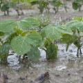 Frequent rains put most Mississippi row crop planting well behind schedule. These young soybean plants at Mississippi State University's R.R. Foil Plant Science Research Facility on May 17, 2013, are among the few in the ground by mid-May. (Photo by MSU Ag Communications/Kat Lawrence)