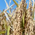 Even after a late start, a favorable growing season allowed for a timely harvest of Mississippi's rice, such as this grown at the Delta Research and Extension Center in Stoneville. The U.S. Department of Agriculture reports the crop was 96 percent harvested by Oct. 20, 2013. (Photo by MSU Ag Communications/Keri Collins Lewis)