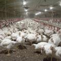 These 5-week-old broilers inside a Mississippi State University poultry house on March 27, 2014, are part of Mississippi's poultry industry, valued at $2.9 billion in 2013. Nationally, poultry is projected to expand throughout 2014 and beyond. (Photo by MSU Ag Communications/Kat Lawrence)