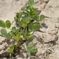 Peanut plants are coming up in this Leflore County field on May 22, 2014. Warm, sunny days at the beginning of the growing season helped Mississippi producers get most of their crop planted by mid-May. (Photo by MSU Ag Communications/Kat Lawrence)