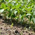 Soybeans in this Copiah County field look good on June 11, 2014, despite muddy conditions that have pushed farmers throughout the state two to three weeks behind on weed control. (Photo by MSU Ag Communications/Susan Collins-Smith)