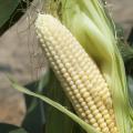 A variety of stresses, including saturated soils, can cause kernels at the tips of corn ears not to fill out. This ear was photographed July 1, 2014, at Mississippi State University's R.R. Foil Plant Science Research Center in Starkville, Mississippi. (Photo by MSU Ag Communications/Kat Lawrence)