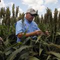 Jeff Gore, an entomology expert with the Mississippi State University Extension Service and the Mississippi Agricultural and Forestry Experiment Station, surveys white sugarcane aphid damage in a grain sorghum research plot near Stoneville, Mississippi, on Aug. 13, 2014. (Photo by MSU Ag Communications/Bonnie Coblentz)