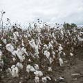 Cotton dislodged from bolls by heavy rains can still be harvested unless it is washed to the ground. This photo was taken Oct. 14, 2014, at the Mississippi State University Rodney Foil Plant Science Research Center in Starkville. (Photo by MSU Ag Communications/Kat Lawrence)