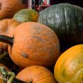 Wet weather during the growing season delayed pumpkin harvest and increased disease pressure for some Mississippi growers. These pumpkins were displayed at Mitchell Farms in Collins, Mississippi on Oct. 20, 2014. (Photo by MSU Ag Communications/Kevin Hudson)