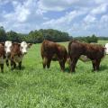 Shade from the summer sun is necessary to keep cattle cool and their feed intake high. These cattle were at the H.H. Leveck Animal Research Center at Mississippi State University in Starkville July 8, 2015. (Photo by MSU Ag Communications/Kevin Hudson)