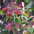 The tubular shape and red color of coral honeysuckle flowers make them a favorite nectar source for hummingbirds in Mississippi. (Photo courtesy of Kathy Jacobs)