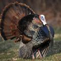 The Eastern wild turkey, such as this adult male, is found in Mississippi's coastal longleaf pine country, mixed pines and hardwoods and bottomland hardwoods. (Photo by iStock)